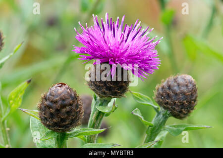 Lesser Knapweed (centaurea nigra), also known as Common Knapweed, close up of a solitary flower with buds. Stock Photo