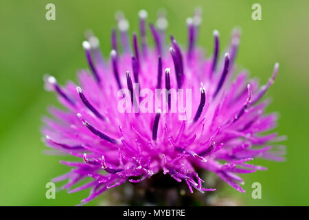 Lesser Knapweed (centaurea nigra), also known as Common Knapweed, close up showing the detail in a single flower. Stock Photo