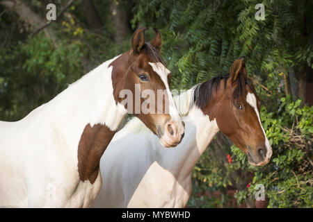 Marwari Horse. Portrait of two Pinto mares. India Stock Photo