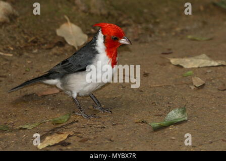 South American Red crested cardinal (Paroaria coronata) foraging on the ground. Stock Photo