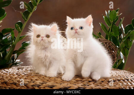white persian kitten and white exotic shorthair kitten Stock Photo