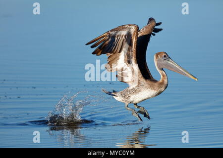 An immature Brown pelican, Pelecanus occidentalis, takes flight from the water surface.