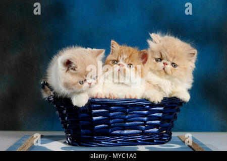 2 exotic shorthair kittens and 1 persian kitten sitting in a blue basket Stock Photo