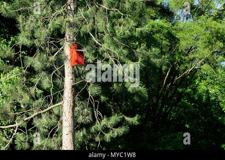 Red birdhouse in pine tree Stock Photo