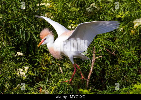 A male cattle egret, Bubulcus ibis, at a rookery in breeding season. Stock Photo