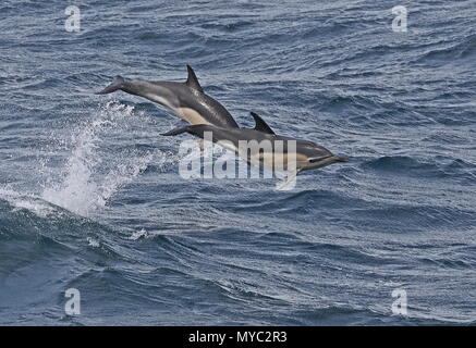 Short-beaked Common Dolphin (Delphinus delphis delphis) two adults jumping from sea  Atlantic Ocean off coast of Portugal               May Stock Photo