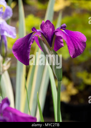 Red-purple early summer flowers of the hardy Japanese iris, Iris ensata 'Variegata' Stock Photo