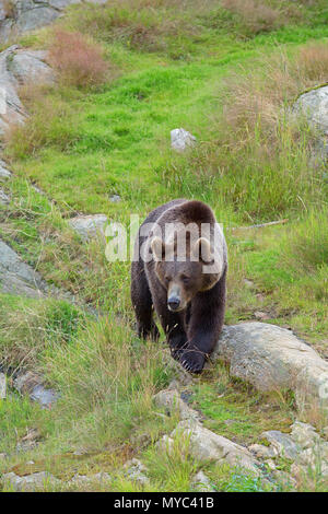 Brown Bear in the wild Stock Photo