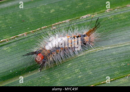 A white-marked tussock moth caterpillar crawling on a leaf. Stock Photo