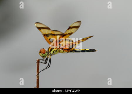 A halloween pennant, Celithemis eponina, at rest on a plant. Stock Photo