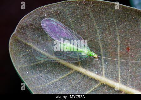 A green lacewing, family Chrysopidae, at rest on a leaf. Stock Photo