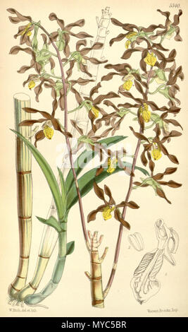 . Illustration of Dendrobium johannis . 1865. Walter Hood Fitch (1817