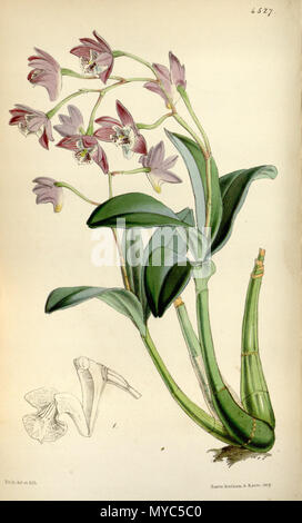 . Illustration of Dendrobium kingianum . 1850. Walter Hood Fitch (1817-1892) del. et lith. 136 Dendrobium kingianum - Curtis' 76 (Ser. 3 no. 6) pl. 4527 (1850) Stock Photo