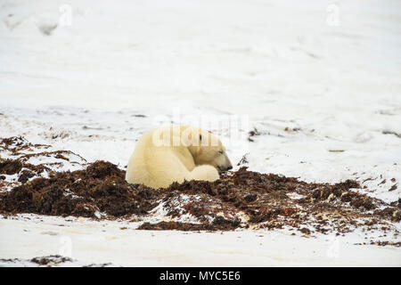 Polar Bear (Ursus maritimus) Excavating day bed in seaweed, Churchill Wildlife Management Area, Churchill, Manitoba, Canada Stock Photo