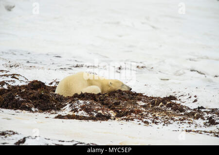 Polar Bear (Ursus maritimus) Excavating day bed in seaweed, Churchill Wildlife Management Area, Churchill, Manitoba, Canada Stock Photo