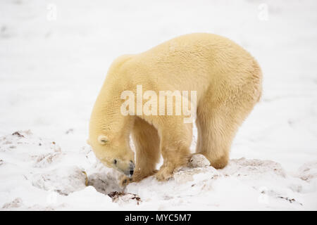 Polar Bear (Ursus maritimus) Excavating day bed in seaweed, Churchill Wildlife Management Area, Churchill, Manitoba, Canada Stock Photo