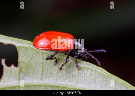 An air potato leaf beetle, Lilioceris cheni, foraging on an air potato leaf. Stock Photo