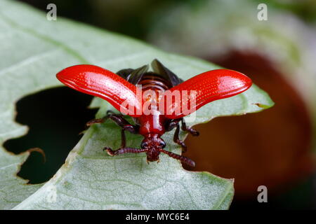 An air potato leaf beetle, Lilioceris cheni, foraging on an air potato leaf. Stock Photo