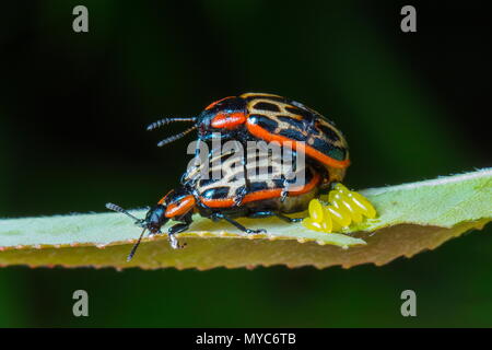 Cottonwood leaf beetles, Chrysomela scripta Fabricius, eggs and courting on willow. Stock Photo