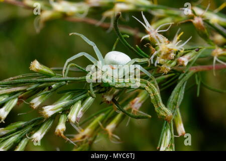 A crab spider, Family thomisidae, in its leafy lair, feeding on a caterpillar it has captured. Stock Photo