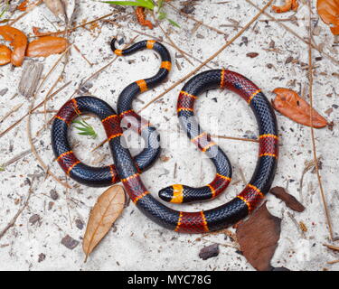 An Eastern coral snake, Micrurus fulvius, foraging in a sandy pine flat woods. Stock Photo