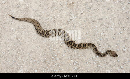 An Eastern Diamondback Rattlesnake, Crotalus adamanteus,  foraging across a sandy road. Stock Photo