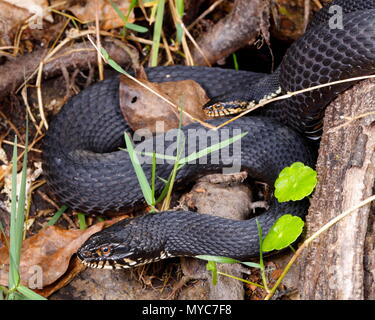 A pair of Florida banded water snakes, Nerodia fasciata pictiventris, courting. Stock Photo
