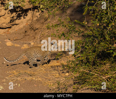 Leopard Cub in dry river bed Stock Photo