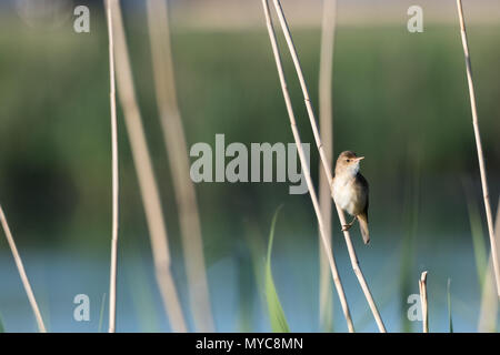 Reed Warbler, Acrocephalus Scirpaceus, sitting in the reeds at the swedish island Oland Stock Photo