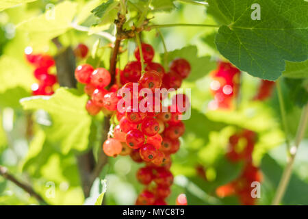 currant berries - currants bush in garden - Stock Photo