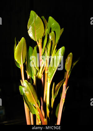 Close up of leaves of a khat plant in Yemen Stock Photo - Alamy