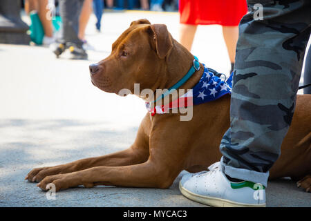 Pitbull dog laying down near his owner legs on the street Stock Photo