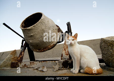 Japan Cat Island Aoshima Island High-Res Stock Photo - Getty Images