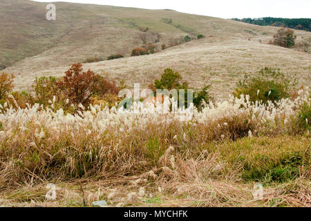 Ranch in japan yufuin, Beppu-shi, Higashiyama in autumn, red leaves season Stock Photo