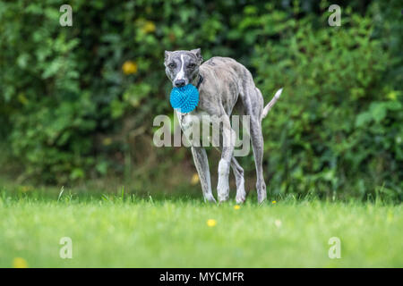 Whippet dog with a small plastic ball. Stock Photo
