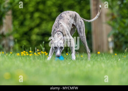 Whippet dog with a small plastic ball. Stock Photo