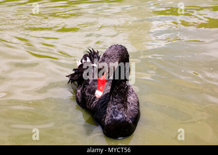 Black swan, Cygnus atratus, on the Palacio Cristal pond in Parque del Buen Retiro, Madrid, Spain. Stock Photo