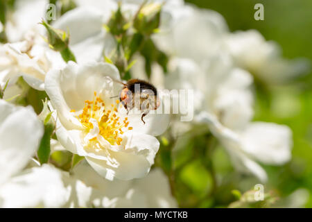 Tree Bumblebee flying towards Dog Rose flower with only flower anthers in focus. Stock Photo