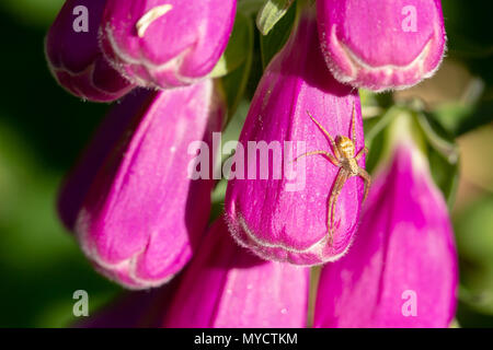 Common Crab spider patiently waiting on side of Foxglove flower for unsuspecting prey. Stock Photo