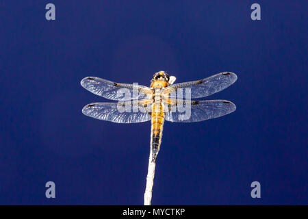 Close-up photo of Four-spotted chaser from above. Photo taken from above in Wareham forest, Dorset. Stock Photo