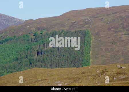 Conifer Plantation on the Hillside by Kinlochewe Village on a Sunny Evening. Beinn Eighe NNR, Scotland, UK. Stock Photo