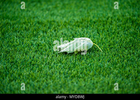 maple leave fallen on ground of natural green football Stock Photo