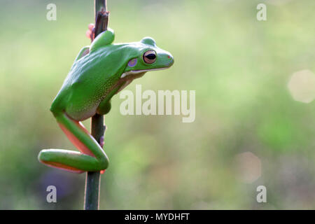 frogs, tree frogs, dumpy tree frogs on twigs Stock Photo