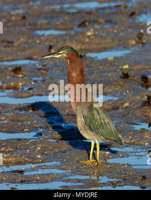 A green heron, Butorides virescens, foraging for prey. Stock Photo