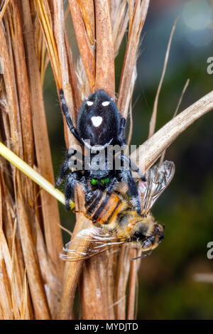 A regal jumping spider, Phidippus regius, with a smiley face pattern, feeding on a honey bee. Stock Photo