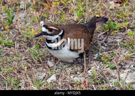 A killdeer, Charadrius vociferus, nesting in a vacant lot. Stock Photo