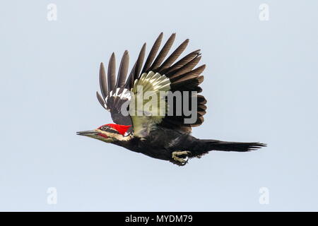 A pileated woodpecker, Dryocopus pileatus in flight. Stock Photo