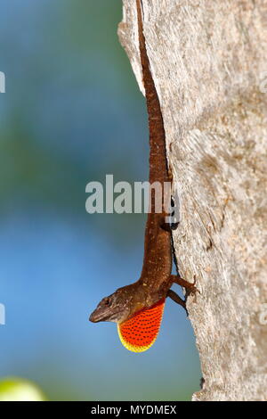 A male brown anole, Anolis sagrei, displaying its bright red dewlap. Stock Photo