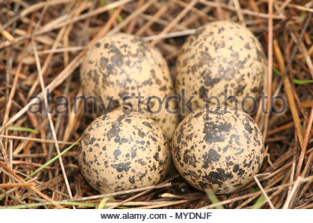 Northern Lapwing (Vanellus vanellus) four eggs on nest in meadow Stock ...