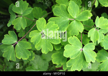 Common Columbine Leaves Stock Photo